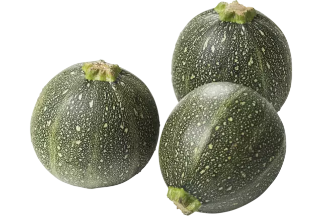 Bulbe de courgette taille 14 pièce