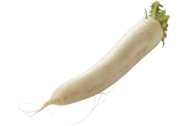 Rettich stuk