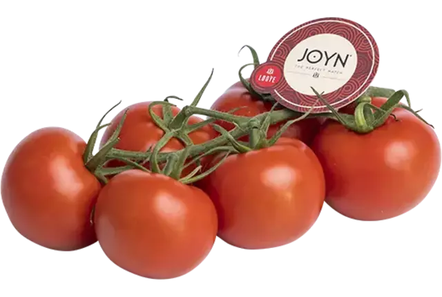 Joyn Tomatoes