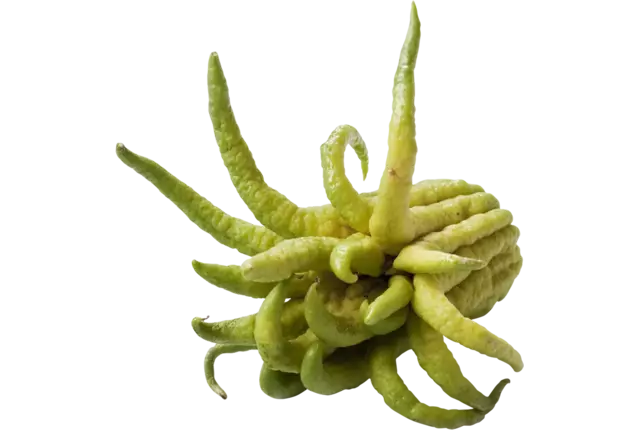 Buddha Fingers kist 10 stuks