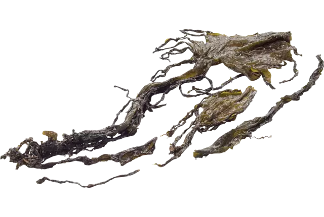 Kombu Royal (Sugar seaweed) 250gr piece