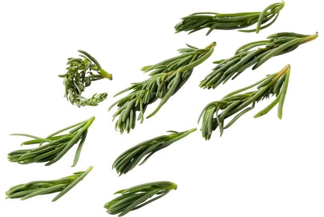 Schorrekruid  250gr.