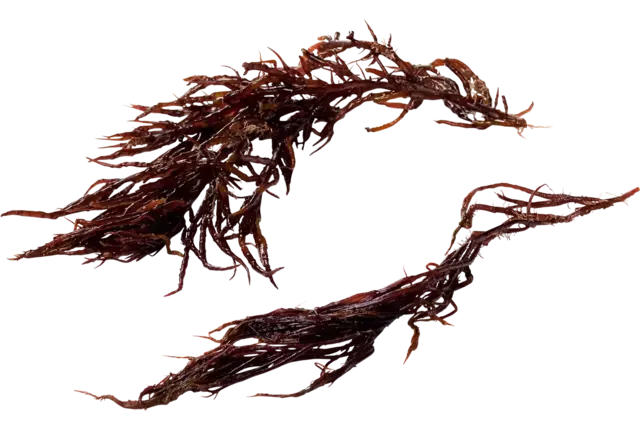 Hornweed rouge 75g pièce