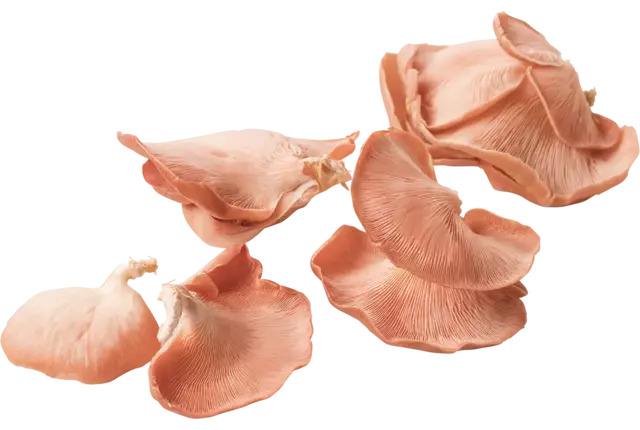 Roze Oesterzwam kist 1 kilogram