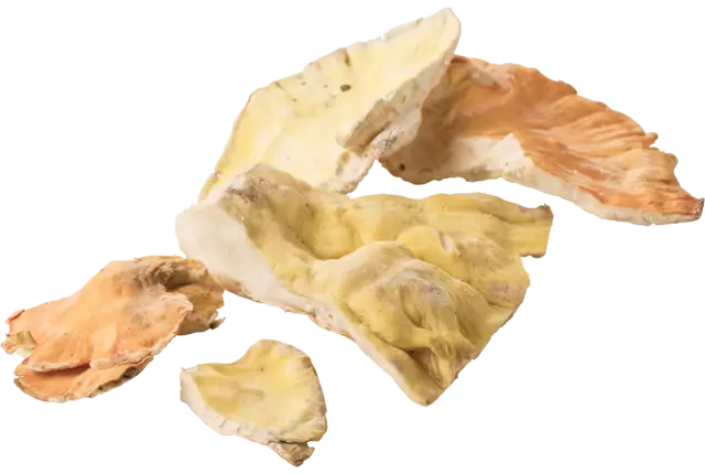Zwavelzwam-chicken of the woods