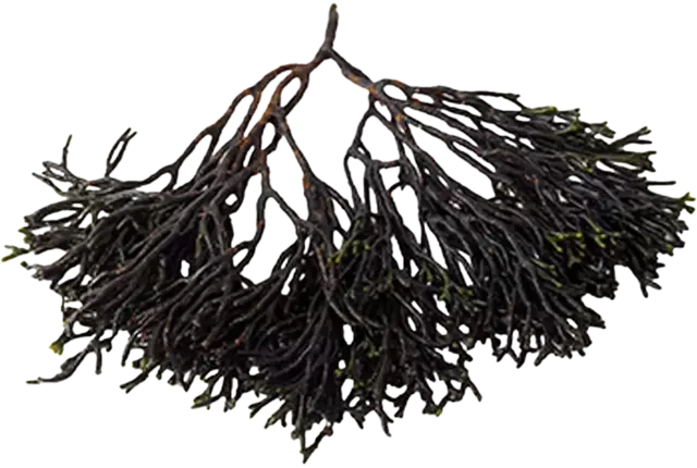 Codium 250g pièce