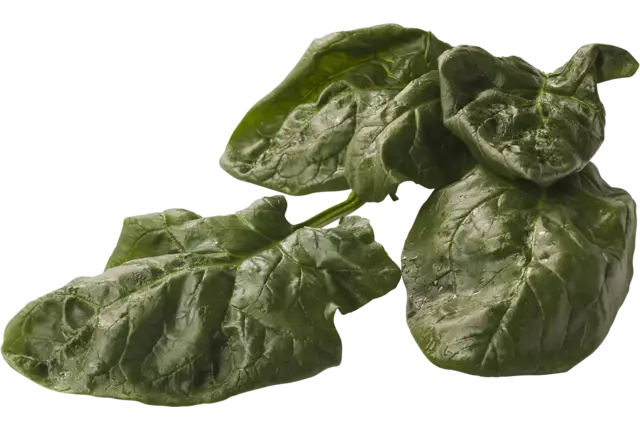 Wilde spinazie belgie verpakt 1kg stuk