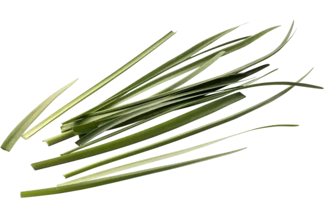 Ail sauvage 20g pièce