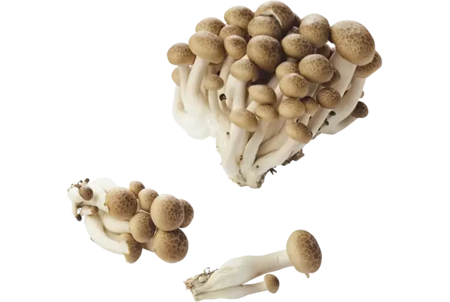 Bundelzwammen bruin 150gr stuk
