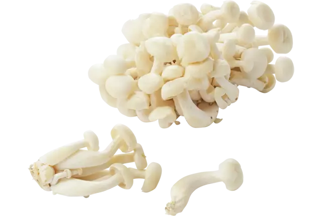 Bundelzwammen wit 150gr stuk