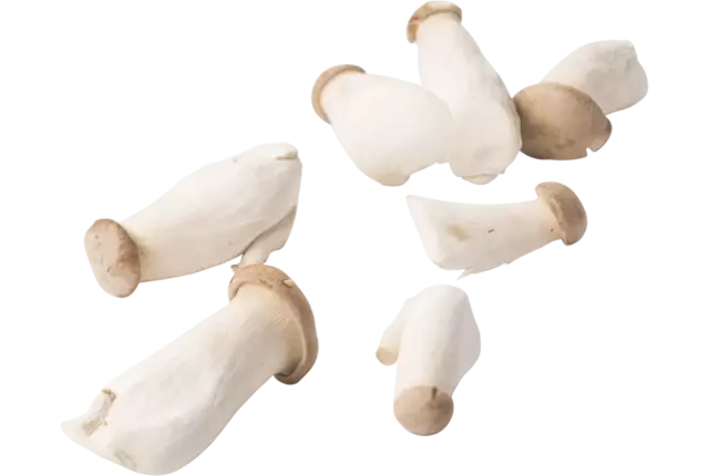 King oyster verpakt 500gr stuk