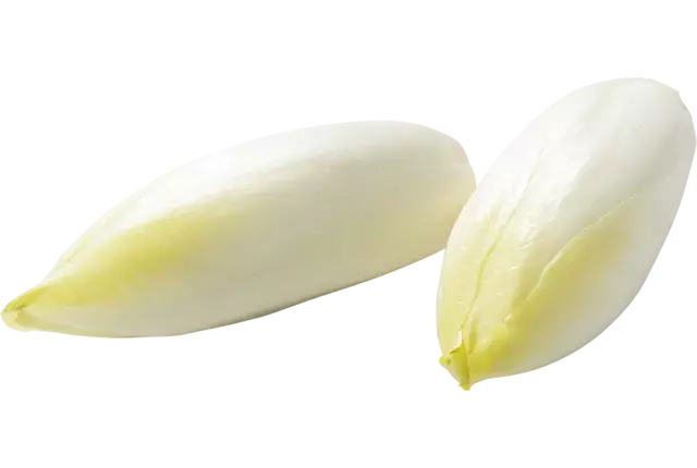Witlof kort 9-12 verpakt 500gr