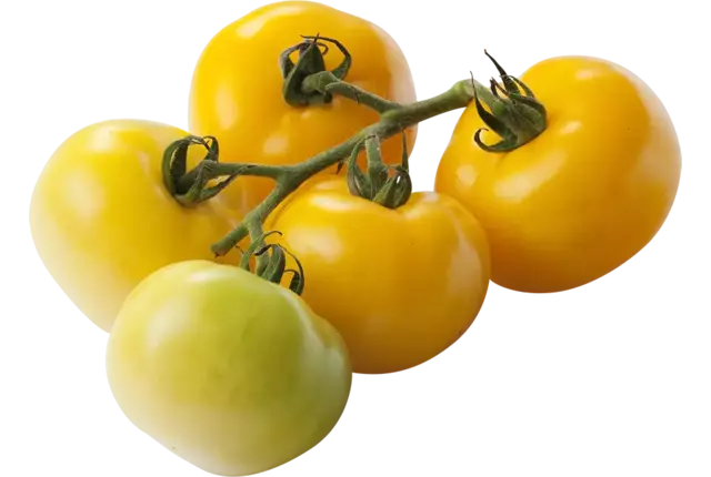 Tomates jaunes 1kg caisse 5pc