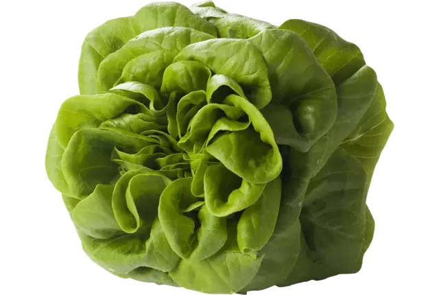 Salanova vert caisse 8pc