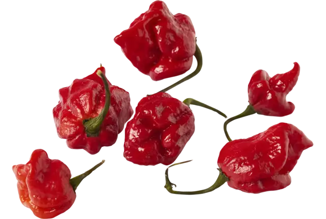 Carolina reaper pepers 50gr stuk