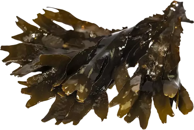 Zee eik 200gr stuk