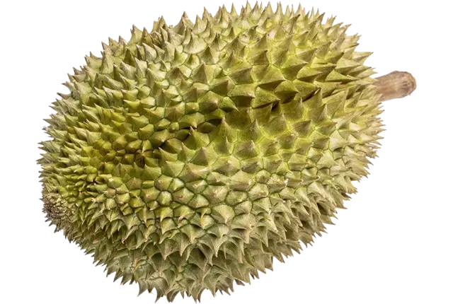 Durian 2st