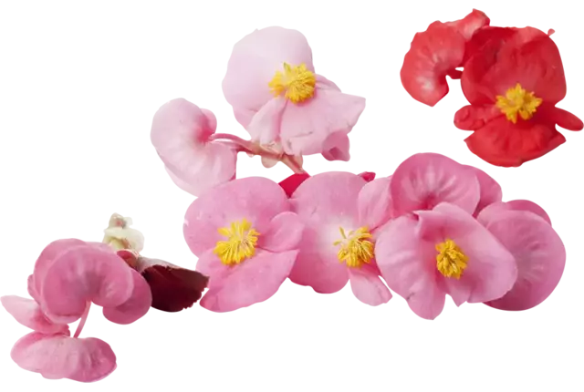 Eetbare bloem Begonia (12-15 st.) kist 8 stuks