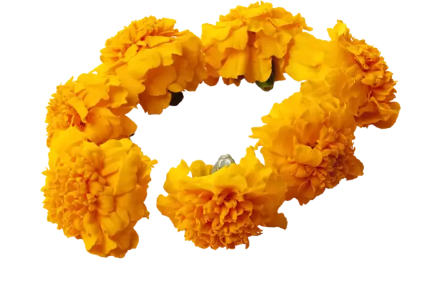 Eetbare bloem Afrikaantjes (12-15 st.) stuk