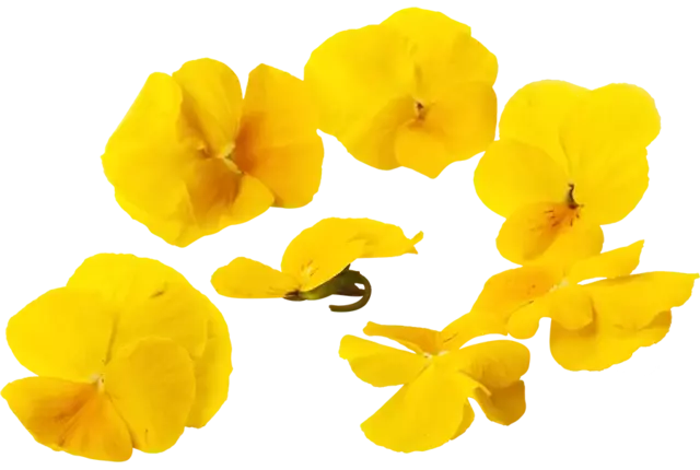 Eetbare bloem gele viooltjes 30-40st stuk