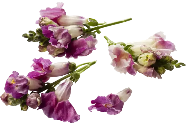 Eetbare bloem Lekker Leeuwenbekken stuk