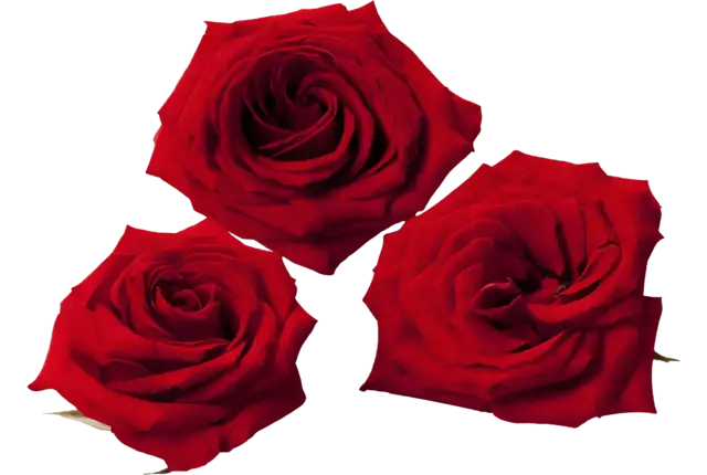 Eetbare bloem Rozen (10 st.) stuk
