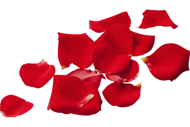 Eetbare bloem Rozenblaadjes (150-200st) stuk