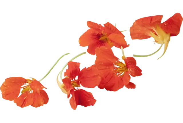 Eetbare bloem Oost-Indische Kers +-- 5st stuk