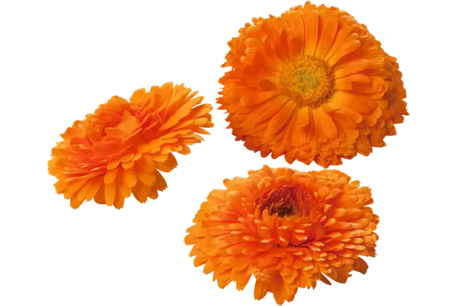Eebare bloem Calendula-Goudsbloem 6-8st stuk