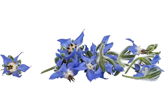 Eetbare bloem Borage (20-25 st.) stuk
