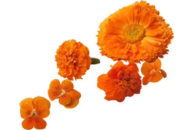 Eetbare bloem Oranje mix 18-23 st stuk