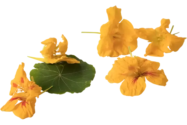 Fleur comestible fleur de capucin 20pc pièce