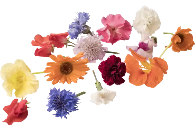 Eetbare bloem mix BOX groot 50st stuk