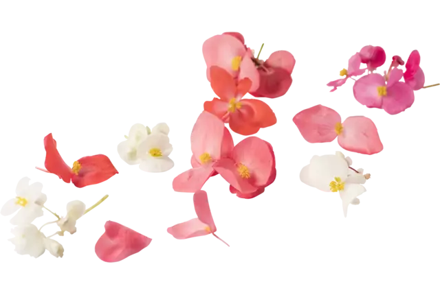 Edible flower Begonia large piece