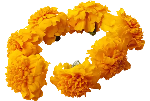 Eetbare bloem Afrikaantjes (33st.) stuk