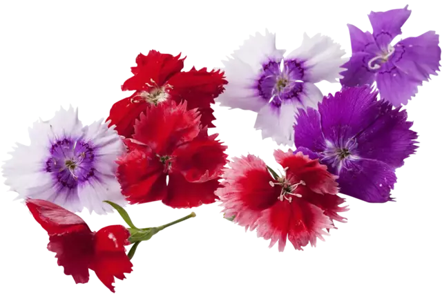 Fleur comestible Oeillets (34-36pc) pièce