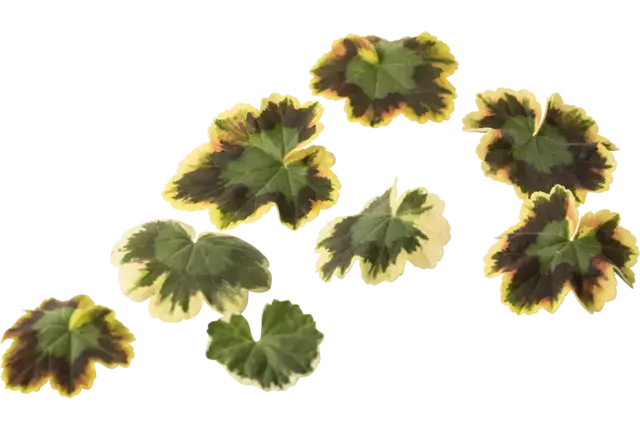 Bloem citroengeranium (pelar leaves) stuk