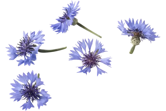 Eetbare bloem Korenbloem blauw 20-25st kist 18 stuks
