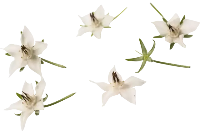 Edible flower Borage white 20pc piece