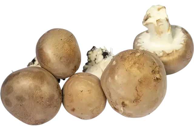Grotchampignons doos 1kg stuk