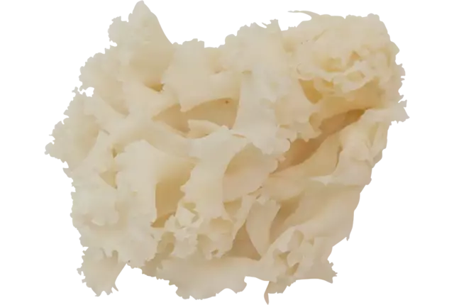 Sparassis 1kg pièce