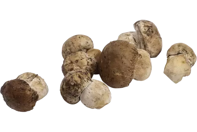 Cepes heel 1kg kist 2 stuks