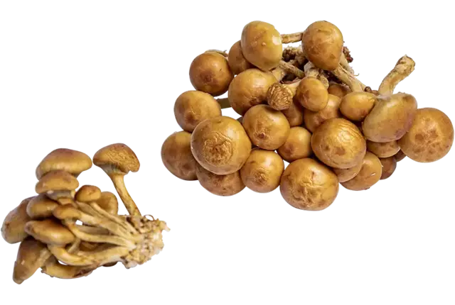 Nameco 500gr stuk