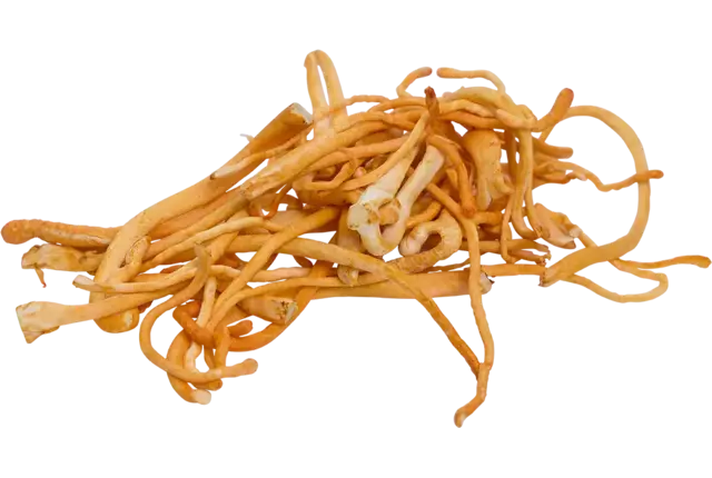 Cordyceps 500gr kist 4 stuks