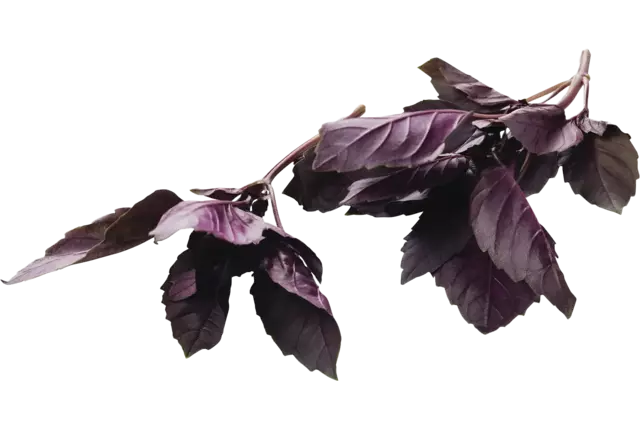 Basilic rouge 75-80g caisse 15pc
