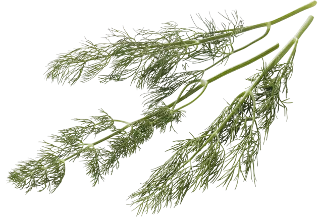 Dill 15 gr piece