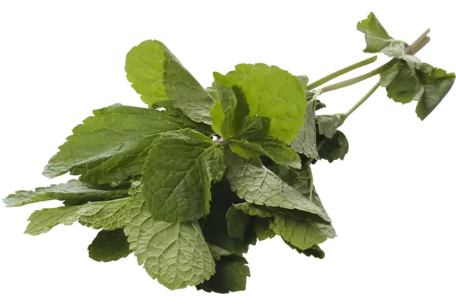 Menthe petit 15g caisse 15pc