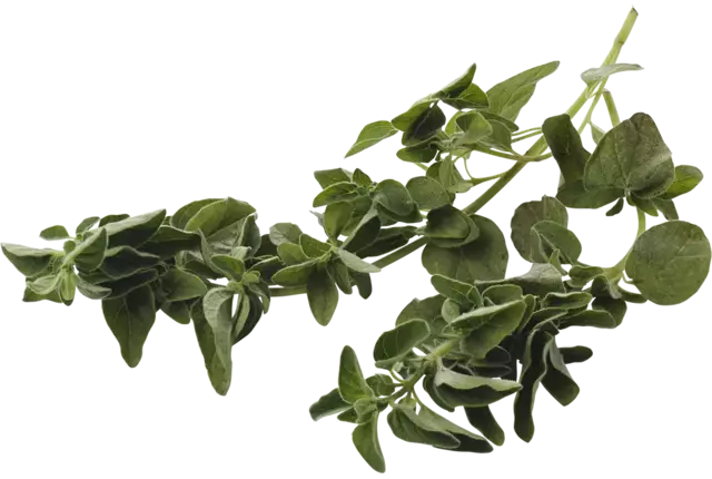 Oregano 75-80gr stuk