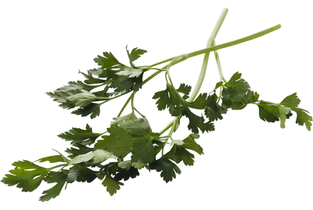 Celery small 15 gr piece