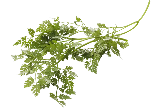 Chervil crade 1 kilo